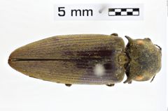 Foto (Dorsalansicht) von Pyrophorus tuberculifer (NHMW-ZOO-COL-0010836)